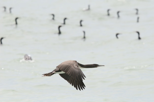 Cormorano di Guanay che sorvola l&#39;oceano