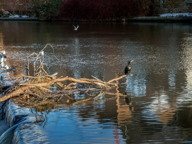 Cormorano in piedi su un albero caduto bloccato nella diga sul fiume Wear a Durham