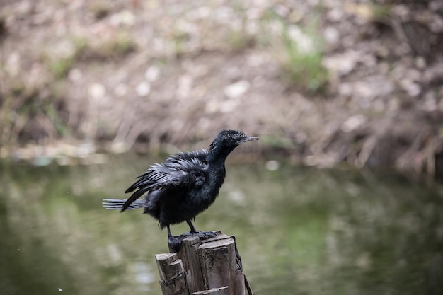 Cormorano in piedi su un ceppo di albero