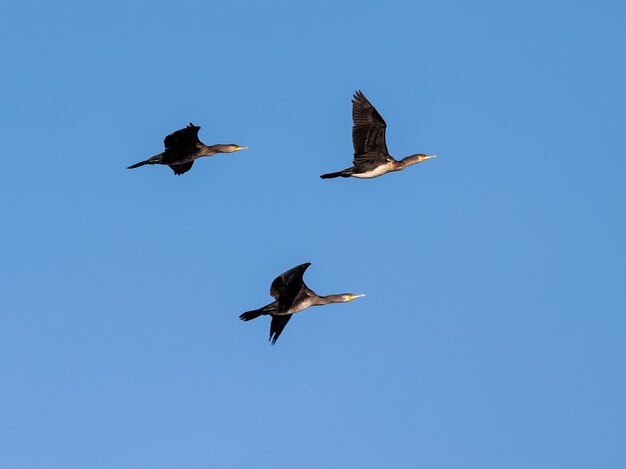 Cormorano maggiore (Phalacrocorax carbo). Tre uccelli in volo.