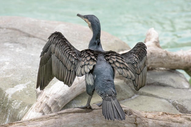 Cormorano mentre riposa sulle rocce