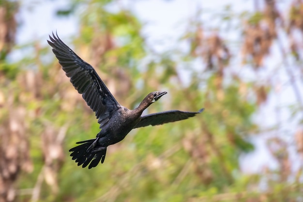 Cormorano o Shag. Un uccello che vola. Animali.