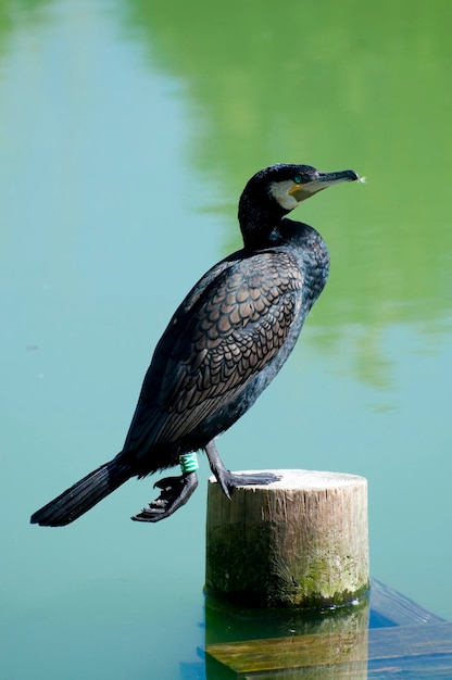 Cormorano