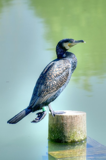 Cormorano