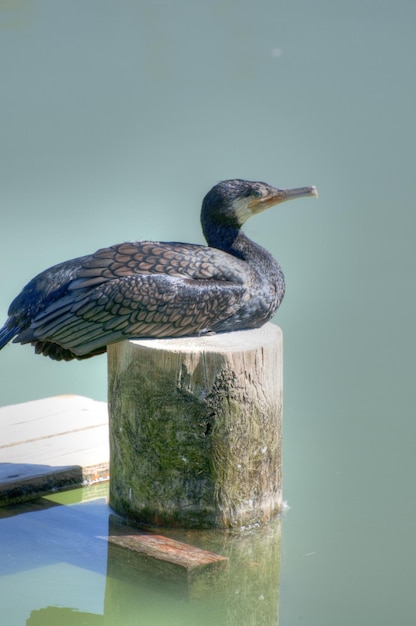 Cormorano