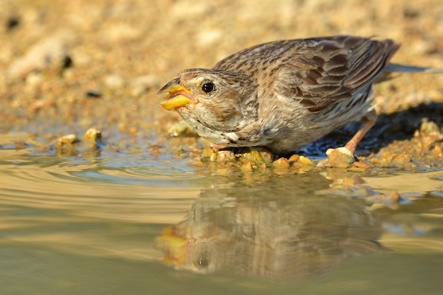 Corn Bunting Miliaria calandra beve acqua