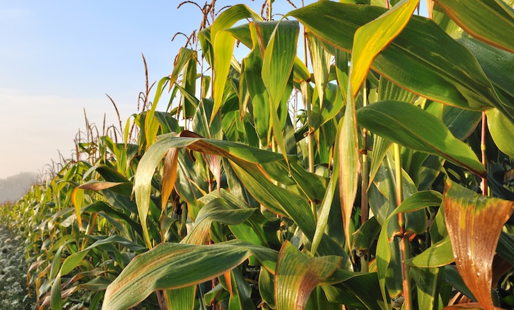 Foto corn campo