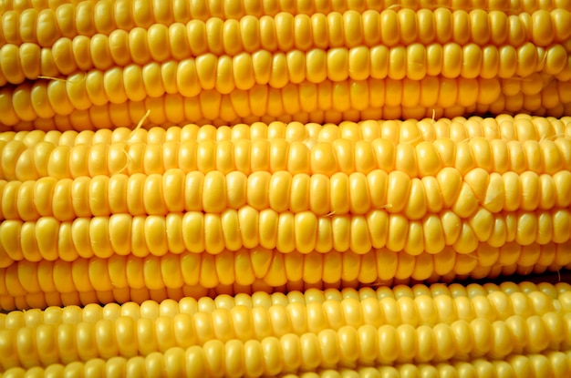 Corn vettore seamless texture realistiche