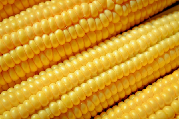 Corn vettore seamless texture realistiche