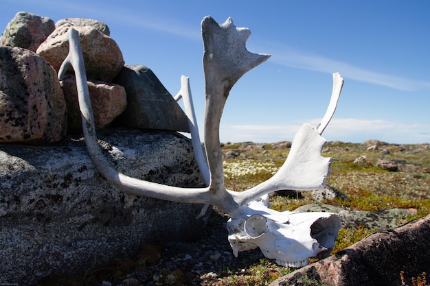 Corna di caribù trovate nella tundra artica vicino a un mucchio di rocce