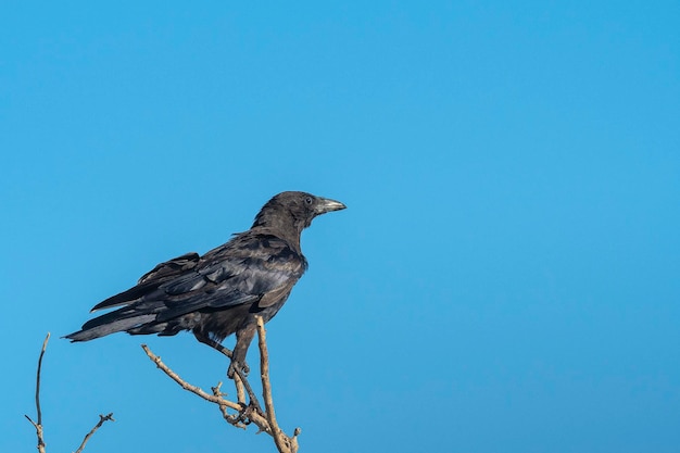 Cornacchia (Corvus corone) Toledo, Spagna