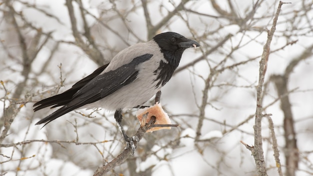 Cornacchia Mantellata Corvus cornix nella foresta invernale.