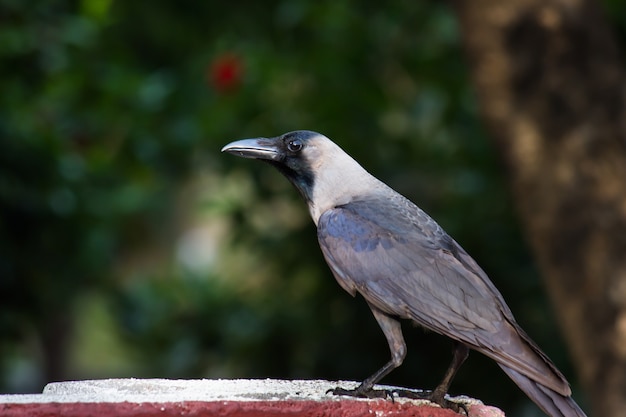 Cornacchia nera Corvus corone Corvo o uccello nero in piedi saldamente sulla roccia