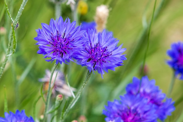 Cornflower Centaurea cyanus