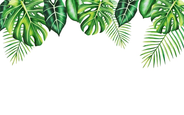 Cornice acquerello con illustrazione tropicale realistica di monstera e palma isolata su dorso bianco