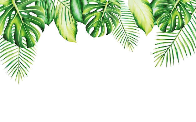 Cornice acquerello con illustrazione tropicale realistica di monstera e palme isolate su sfondo bianco