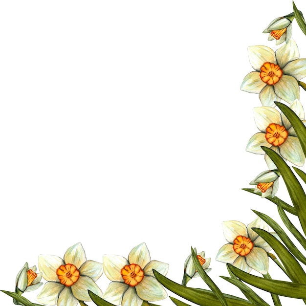 Cornice acquerello pasqua con narciso Illustrazione floreale primaverile isolata su sfondo bianco