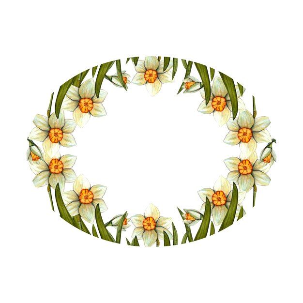 Cornice acquerello pasqua con narciso Illustrazione floreale primaverile isolata su sfondo bianco