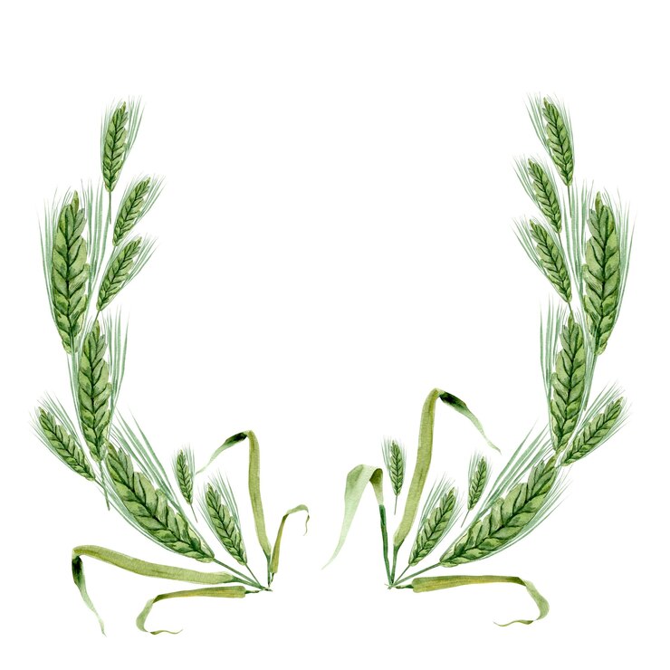 Foto cornice ad acquerello di spighe di grano verde