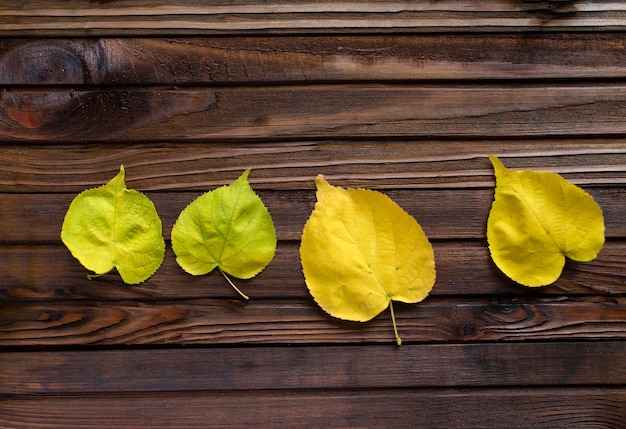 Cornice autunnale per la tua idea e testo. Foglie secche cadute autunnali di colore giallo, rosso, arancione