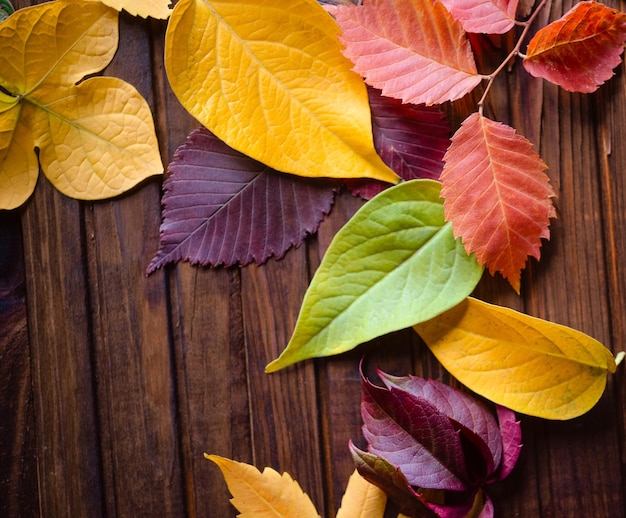 Cornice autunnale per la tua idea e testo. Foglie secche cadute autunnali di colore giallo, rosso, arancione