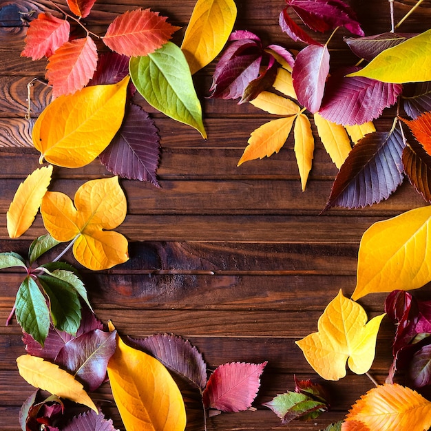 Cornice autunnale per la tua idea e testo Foglie secche cadute autunnali di giallo rosso arancio posato