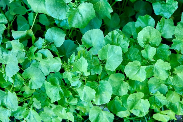 Cornice completa di foglie di lavatera verde prima della trama della fioritura per lo sfondo