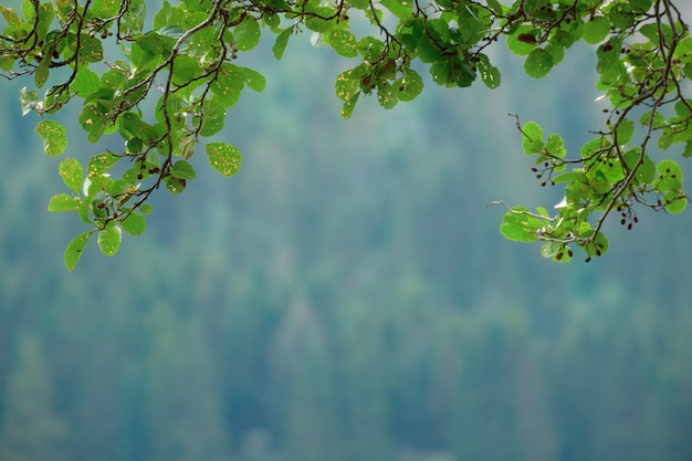 Cornice composta da foglie e rami freschi e verdi estivi. Uno sfondo sfocato al centro. Uno sfondo naturale