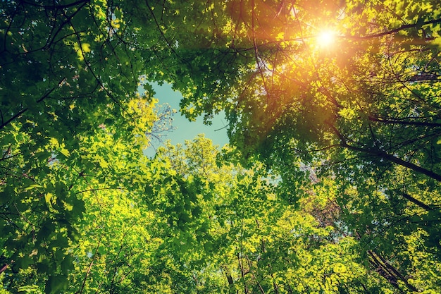 Cornice d'epoca da alberi al tramonto