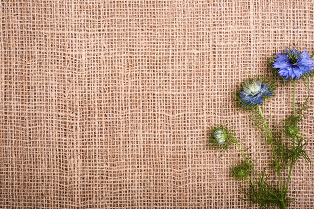 Cornice da piccoli fiori di cumino blu su uno sfondo di tessuto