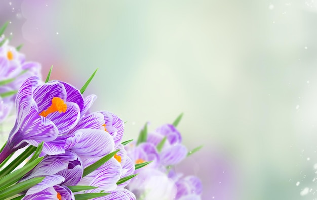 Cornice di fiori di croco viola su sfondo grigio bokeh di primavera