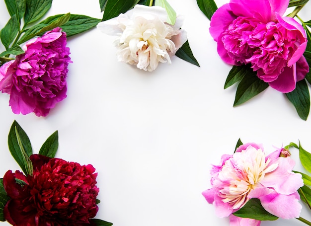 Cornice di fiori di peonia fresca con copia spazio su sfondo bianco, piatto laici.