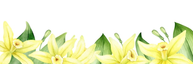 Cornice di fiori e foglie di vaniglia gialla Bordo acquerello Fiore di orchidea isolato