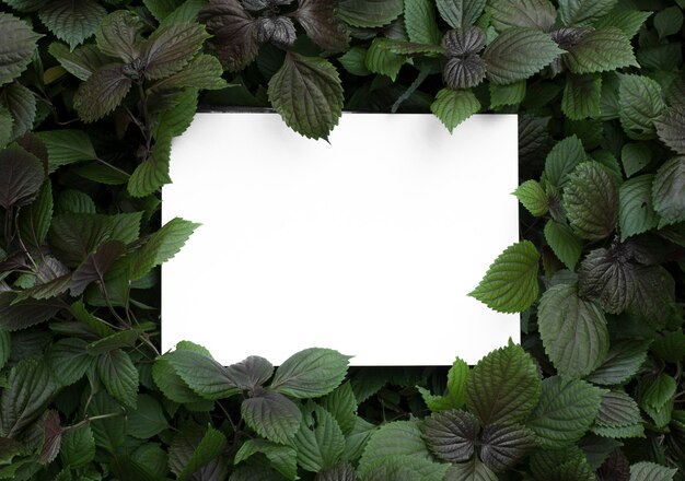 Cornice di foglie di albero su sfondo bianco