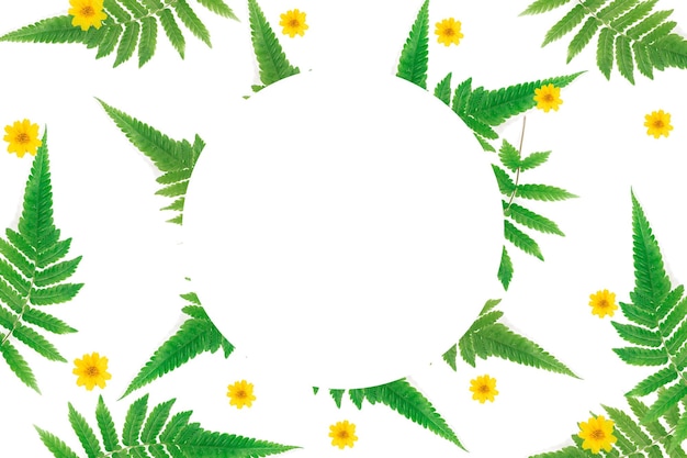 cornice di foglie di felce con cerchio bianco al centro