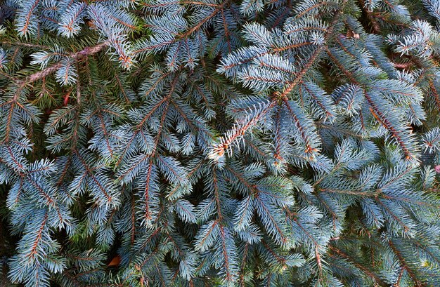 Cornice di Natale sullo sfondo Albero di Natale Tema di Capodanno Ramo di un albero di abete