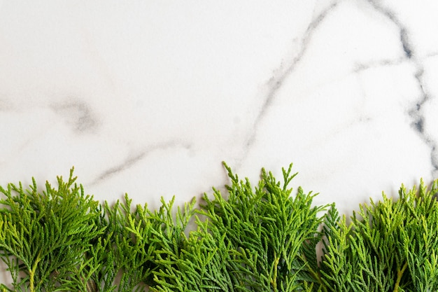 Cornice fatta di rami di thuja di cedro bianco su sfondo di marmo bianco, distesi piatti. Scheda mockup con copia spazio.