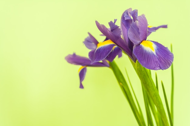 Cornice fiore di primavera fatta da iris