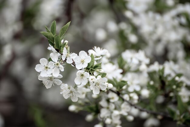 Cornice fiori di ciliegio