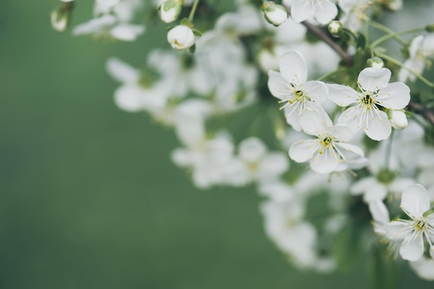 Cornice fiori di ciliegio