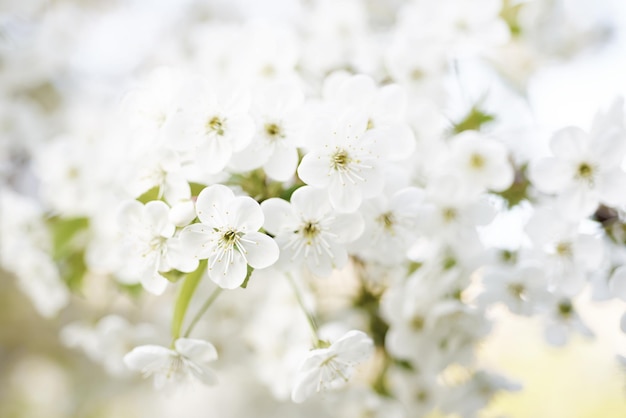 Cornice fiori di ciliegio