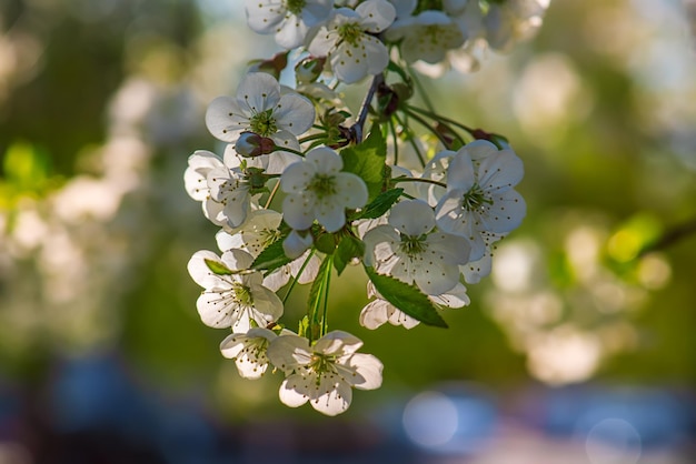 Cornice fiori di ciliegio