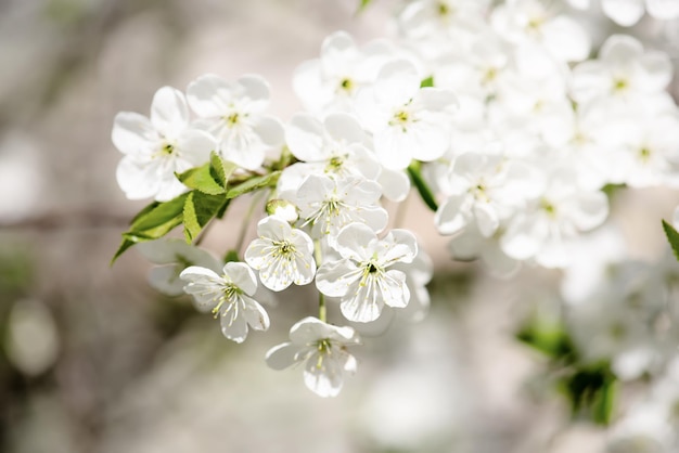 Cornice fiori di ciliegio