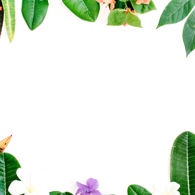 Cornice foglia colorata esotica tropicale su sfondo bianco. vista piana, vista dall'alto