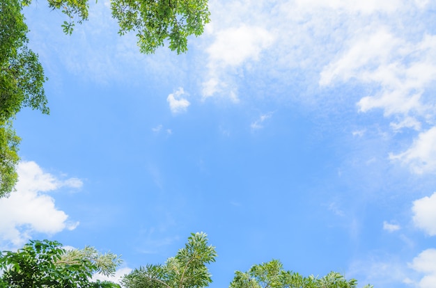 Cornice foglia su sfondo blu cielo