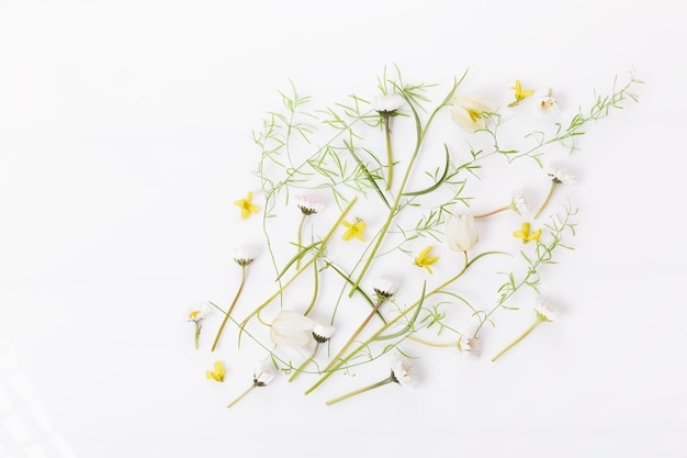 Cornice primaverile di piccoli fiori e composizione floreale estiva a margherita