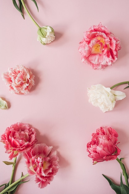 Cornice rotonda fatta di bellissimi fiori di tulipano peonia rosa e bianca sul rosa