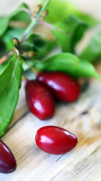 Corniolo. Bacche e foglie fresche di corniolo.