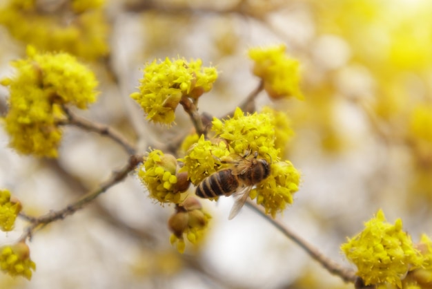 Corniolo o corniolo europeo rami di albero in primavera in fiore corniolo con fiori gialli dentro