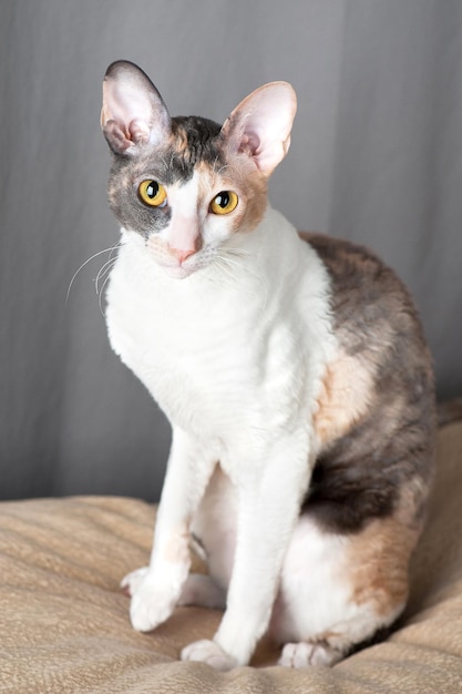 Cornish Rex Cat